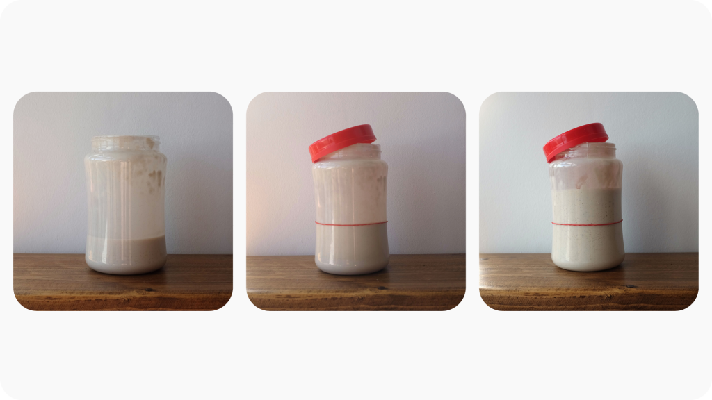 Three images showing the stages of a 'big feed': first with just starter in the jar, then having had 100g of flour and 100g of water mixed in (with an elastic band to make the level), and then showing the strater having doubled in size as it ferments.